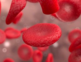 Close-up of red blood cells flowing through a vessel, illustrating topics related to haemophilia and blood disorders.